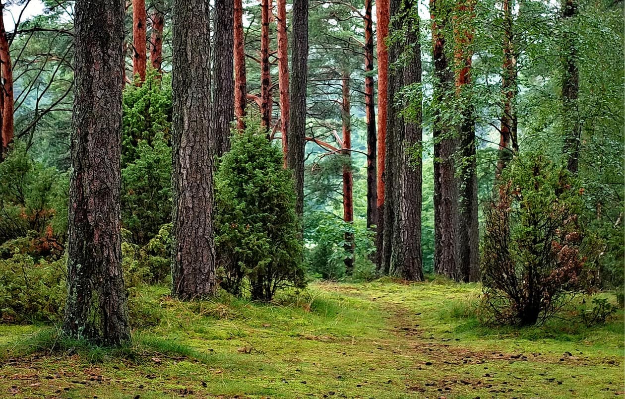a green forest