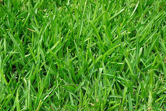 lawn