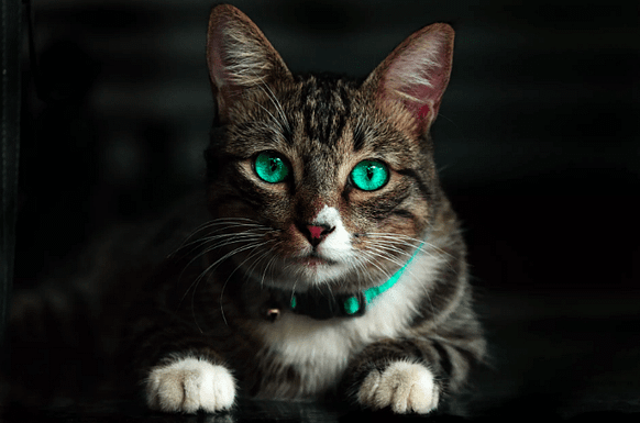 a fat cat with blue eyes