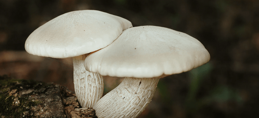 white shrooms