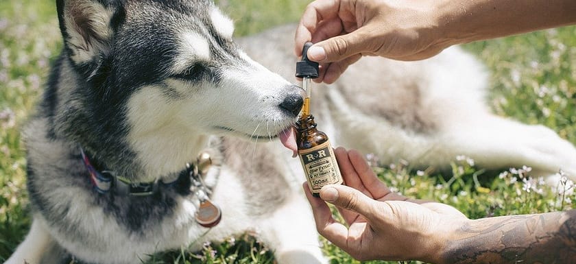 pet oil for anxiety