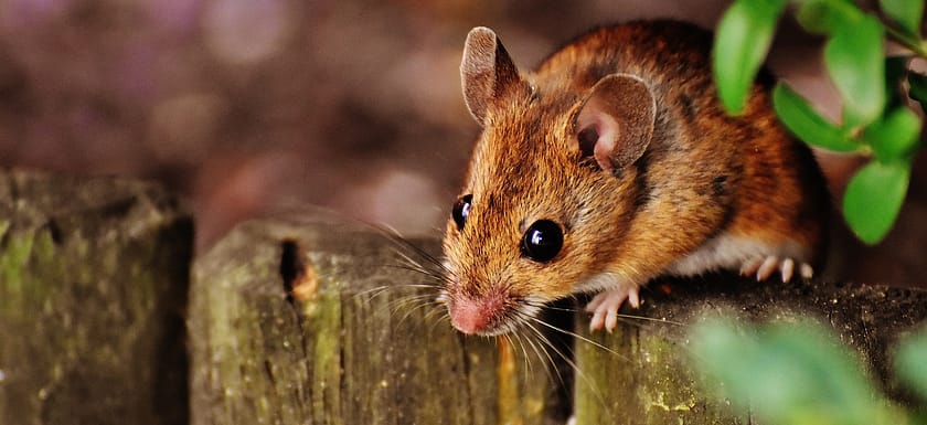 mice