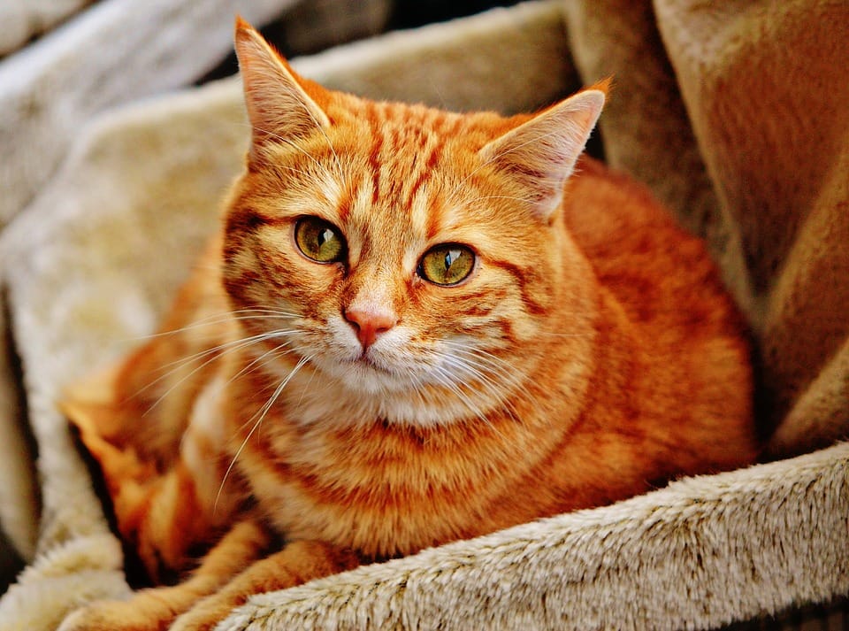 domestic cat