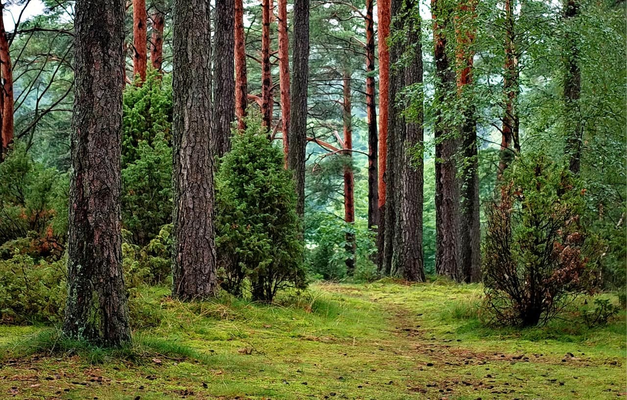 a green forest